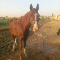 اسب|اسب و تجهیزات اسب‌سواری|شوشتر, |دیوار