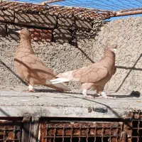 کبوتر رنگی دمسفید|پرنده|قزوین, |دیوار