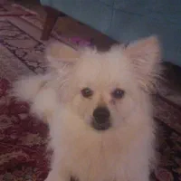 سگ همراه وسایل کامل|سگ|شاهینشهر, خانه کارگر|دیوار