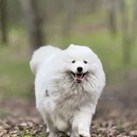 ساموئید ماده ۹ ماهه فوق‌العاده خوش‌اخلاق