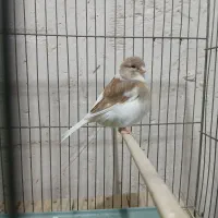 قناری گلاستر ماده سهره دو ماه قفس|پرنده|اسکو, |دیوار