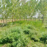 زمین-300متری-با-درخت-صنوبر-خمام-روستایی