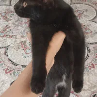 گربه سیاه ۶ماهه ماده