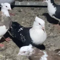 کبوتر کلاغ رسمی