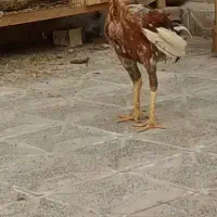 خروس