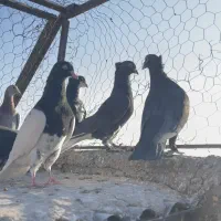 ۸عدد نر گردن کلفت