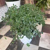گل میخک آگلونما کامپکت|گل و گیاه طبیعی|تهران, پرستار|دیوار