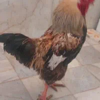 یه عددخروس|حیوانات مزرعه|اصفهان, ارداجی|دیوار