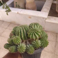 کاکتوس|گل و گیاه طبیعی|یزد, |دیوار