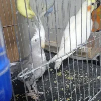 عروس هلندی|پرنده|سبزوار, امام خمینی (ناوی)|دیوار