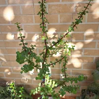 افرا گل|گل و گیاه طبیعی|بندر ترکمن, |دیوار