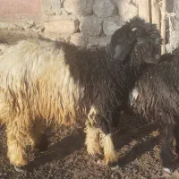 بره تخمی|حیوانات مزرعه|میانکوه, |دیوار