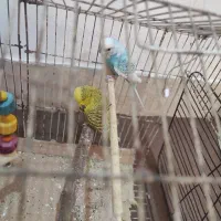 مرغ عشق|پرنده|برازجان, |دیوار