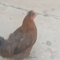 فروش مرغ خروس فوری|حیوانات مزرعه|مسجد سلیمان, |دیوار