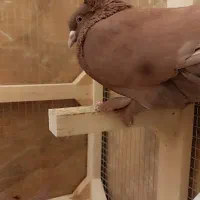 جفت کبوتر راعبی اصلِ اصل