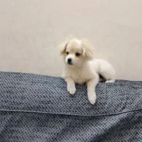 سگ پامر اشبیز ۵ ماهه|سگ|تهران, مسعودیه|دیوار