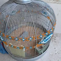 سهره خاکی وراج