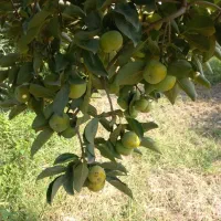 فروش سردرختی خرمالو پرتغال ونارنگی