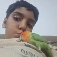 طوطی برزیلی گمشده