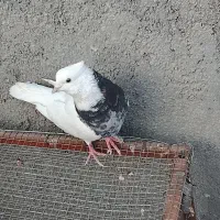 یک جفت طوقی هفت رنگ و یک جفت کله سبز الماسی|پرنده|بردسکن, |دیوار