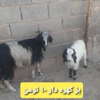 میش کولار کهره بز  قیمت مناسب|حیوانات مزرعه|شیراز, شهرک گلستان|دیوار