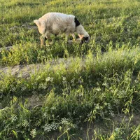 نر چوق یه ساله ۴۰میلیون