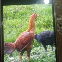 خروس لاری و مرغ لاری ۷ماهه