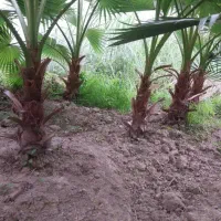 پالم واشنگتن ۸ عدد