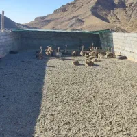 جوجه شترمرغ|حیوانات مزرعه|قلندر آباد, |دیوار