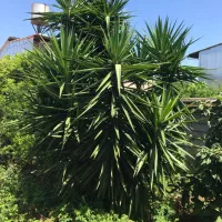 گل یوکا ۱۷ ساله ۱۰شاخه