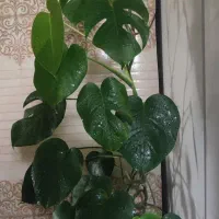 گیاه برگ انجیری