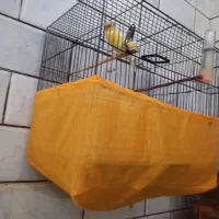 ۳عدد قناری به فروش میرسد