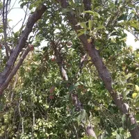 باردار درخت بابار بار دار با مثمر گلدانی میوه نهال|گل و گیاه طبیعی|تهران, فرمانیه|دیوار