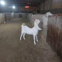 بز گلابی وارداتی|حیوانات مزرعه|فشاپویه, |دیوار