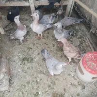 30تا هفترنگ نر و ماده قاطی