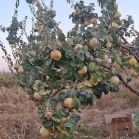 فروش میوه به