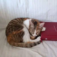 واگذاری گربه