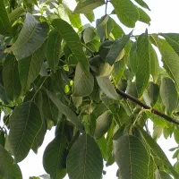 گردو