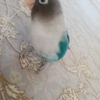 طوطی برزیلی