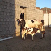 گاو و گوساله