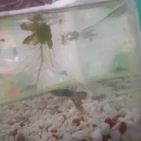 یک جفت ماهی مولی و یک جفت ماهی گوپی سر زنده و مولد|ماهی|قم, سعادتی|دیوار