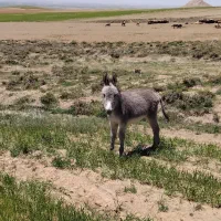 کره خر نر گله ای