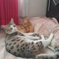 یک پیشی ناز بازیگوش دارم