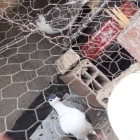 کفتر جفت ساده اتیشی وساده سیاه|پرنده|رضویه, |دیوار