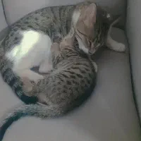 واگذاری گربه