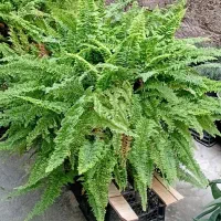 گل مار بسیار بزرگ وزیبا و انواع گلهای دیگر|گل و گیاه طبیعی|رشت, تازه آباد|دیوار