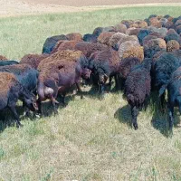 استخدام کارگر دامداری ، ( دائمی )