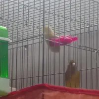 سقا و سهره قناری|پرنده|کرمان, |دیوار