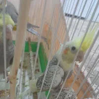 ۵ عدد عروس هلندی