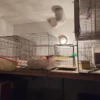 قفس ۵۲ و ۴۲|لوازم جانبی حیوانات|شیراز, بریجستون|دیوار